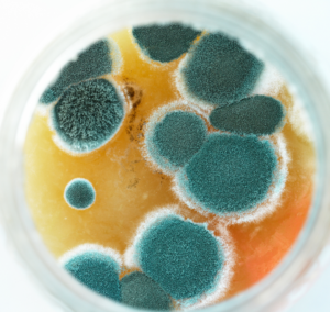 Petri dishes are used for surface sampling types of in-home mold tests.