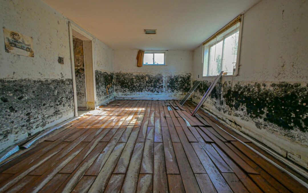 Prevent mold from completely taking over your home.