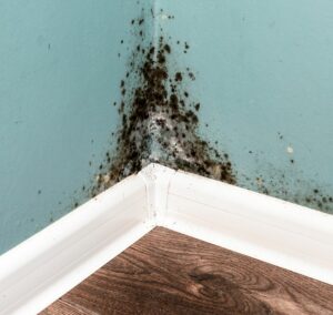 black mold from water damage