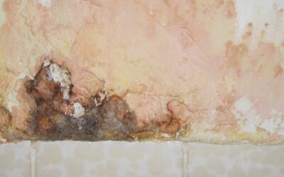 Neglecting Mold From Water Damage: The Risks